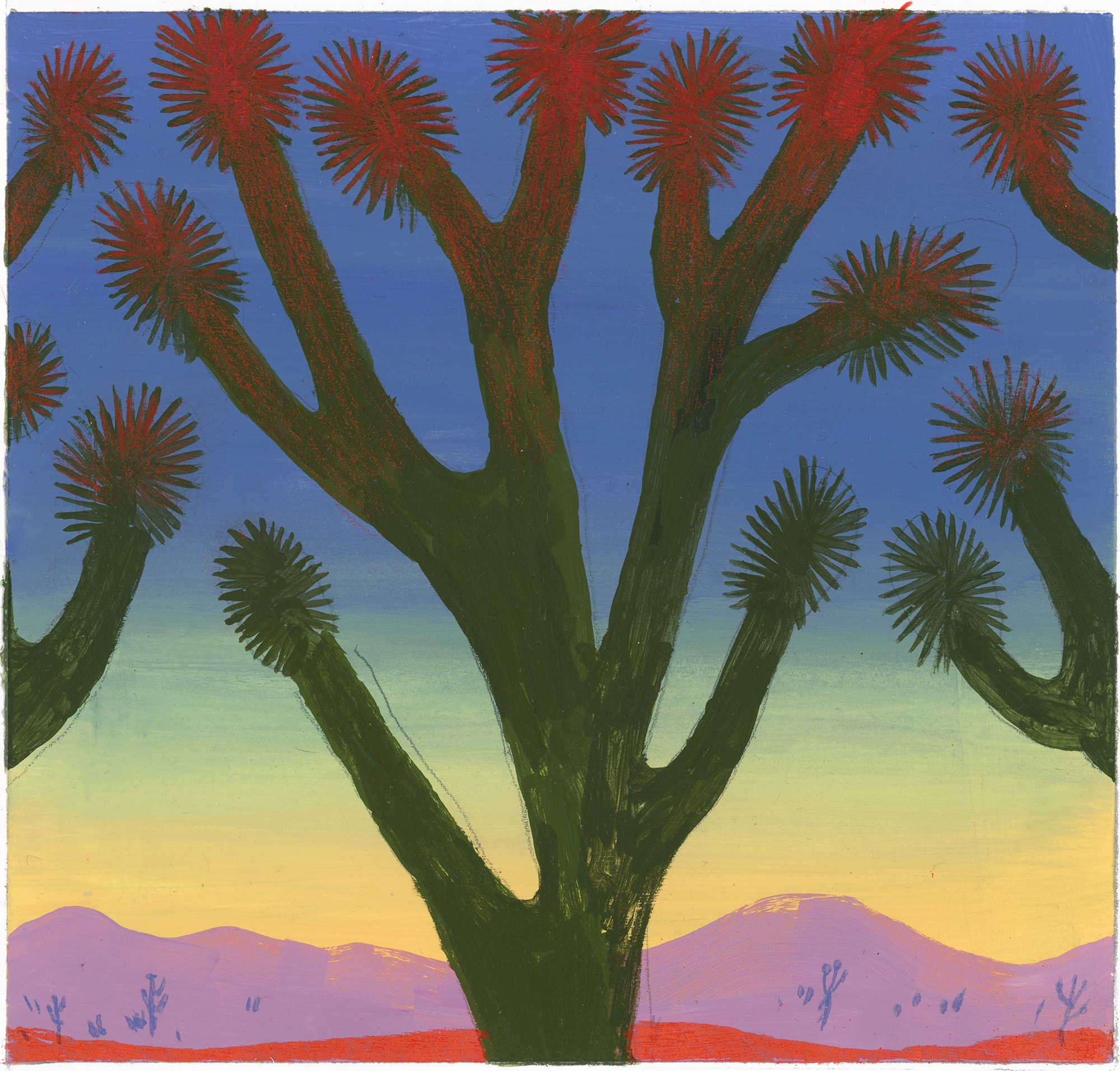 At dawn, silhouettes of Joshua trees are gradually lit from behind by the colorful desert sky.