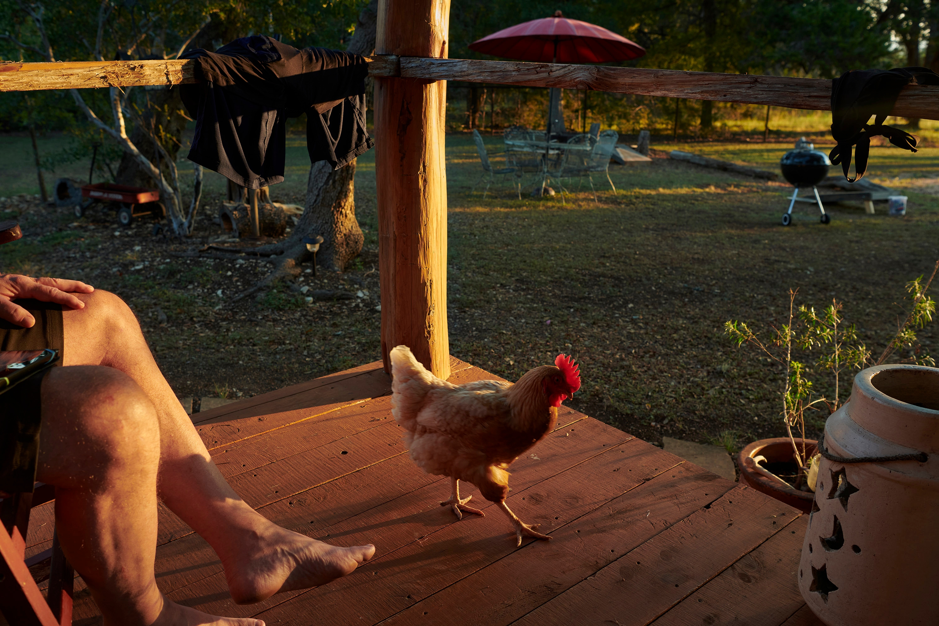 A chicken roams the porch at sunrise in Boerne Texas.