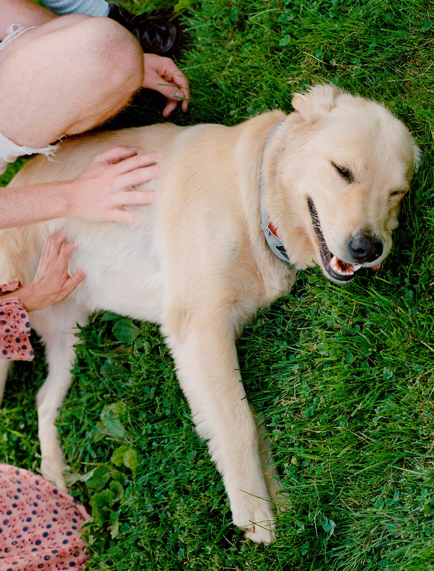 A dog lays on the grass.