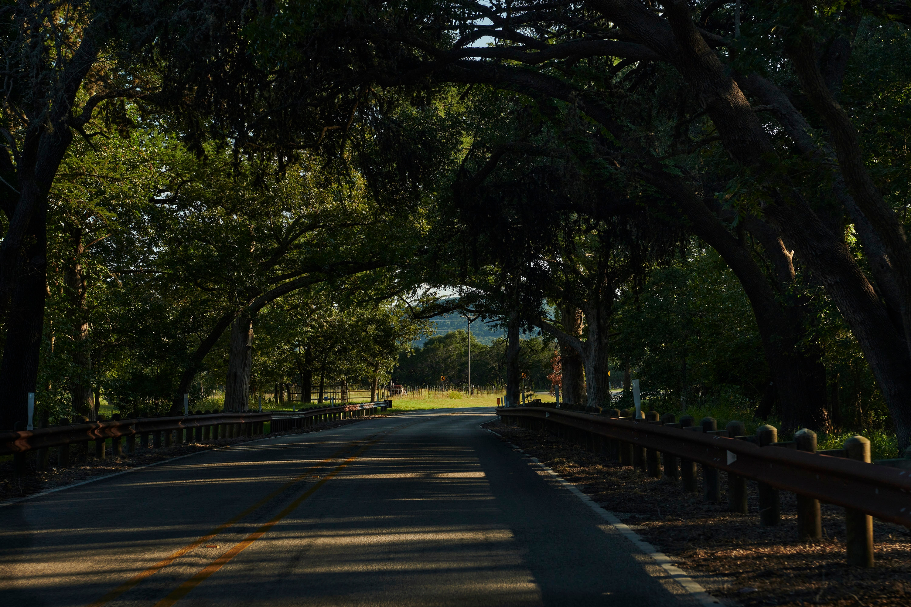 A tree tunnel just outside of Bandera, Texas.