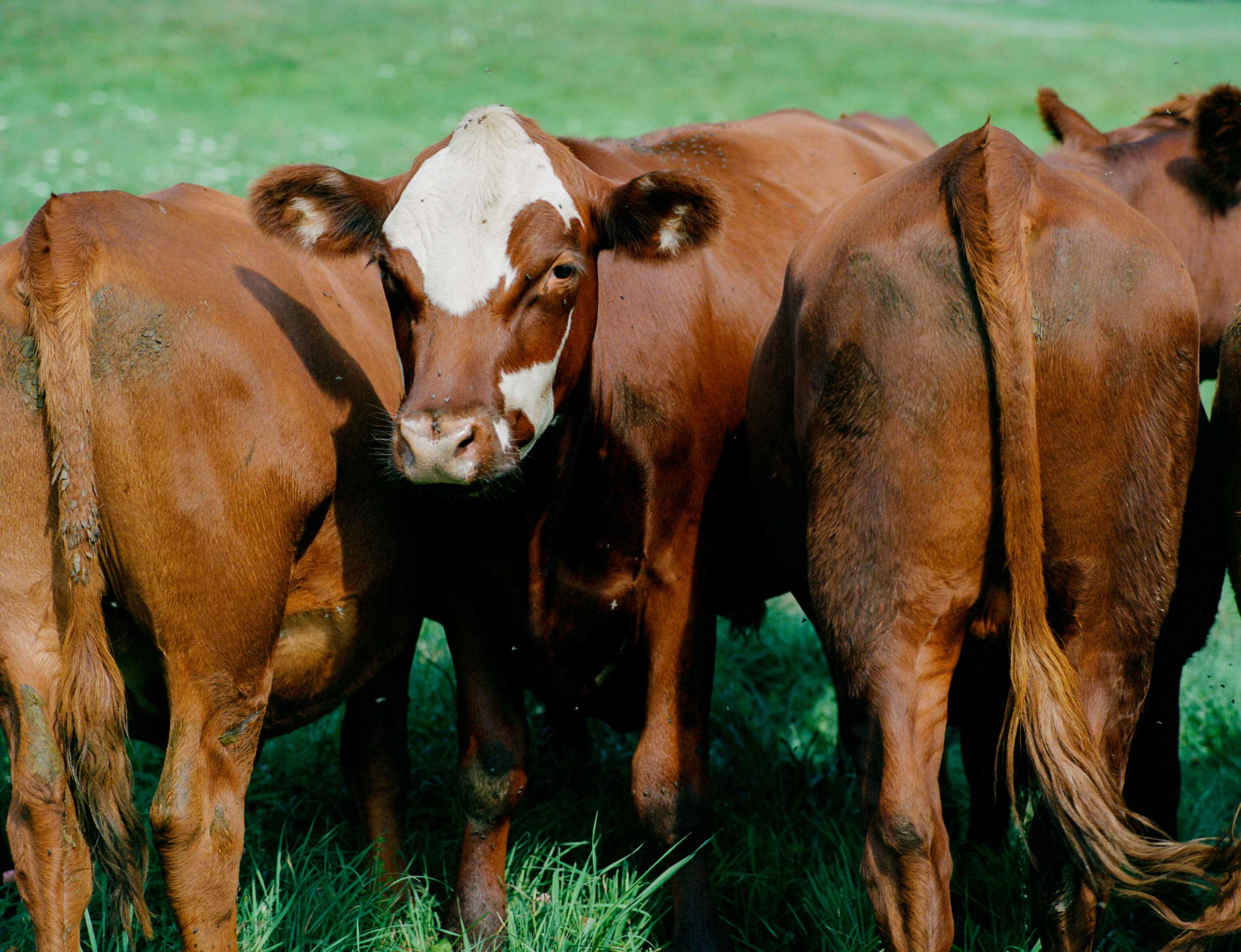 A field of cows.