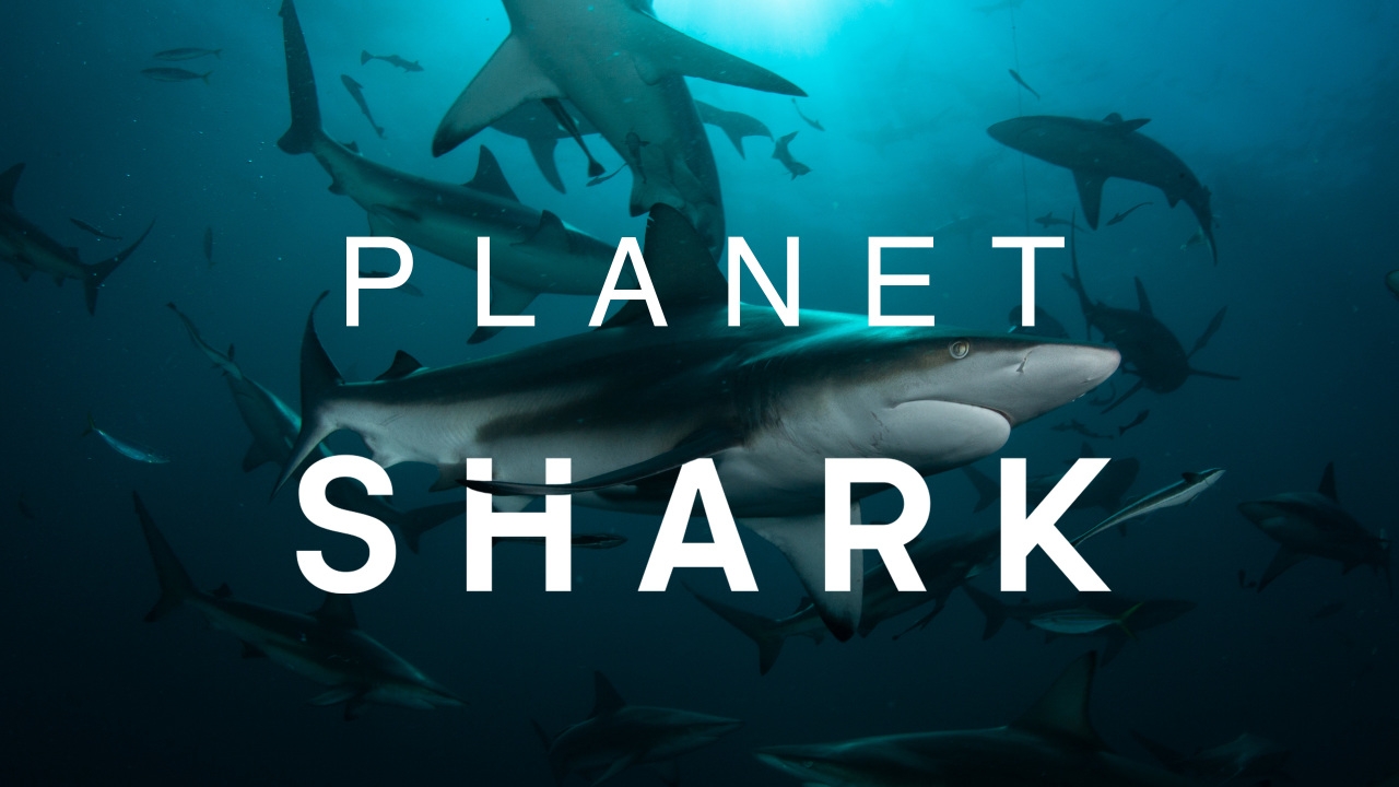 Planet Shark