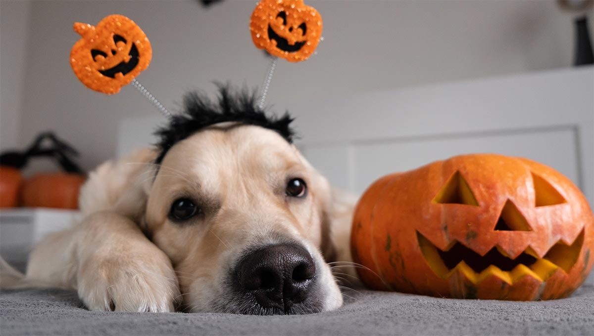 Najpotrzebniejsze hasła Halloweenowe po angielsku.