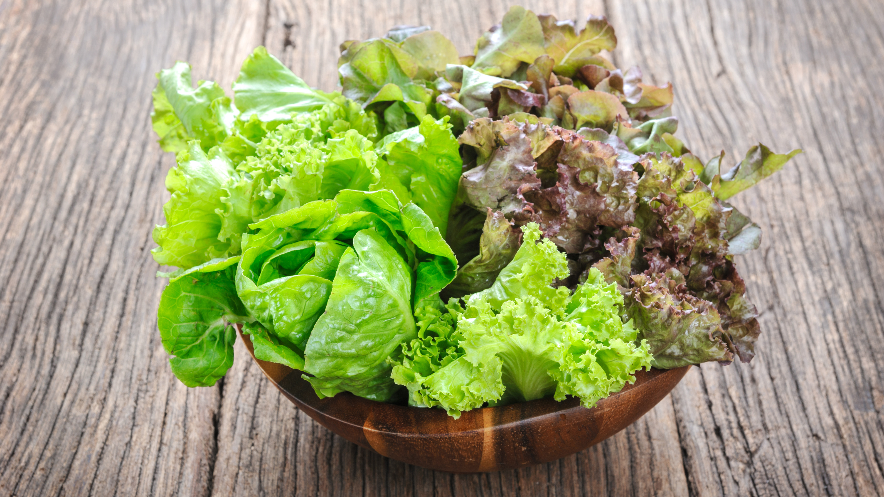 Салат какая почва. Салат зеленый латук. Салатные листья латук. Салат латук, Кресс-салат.