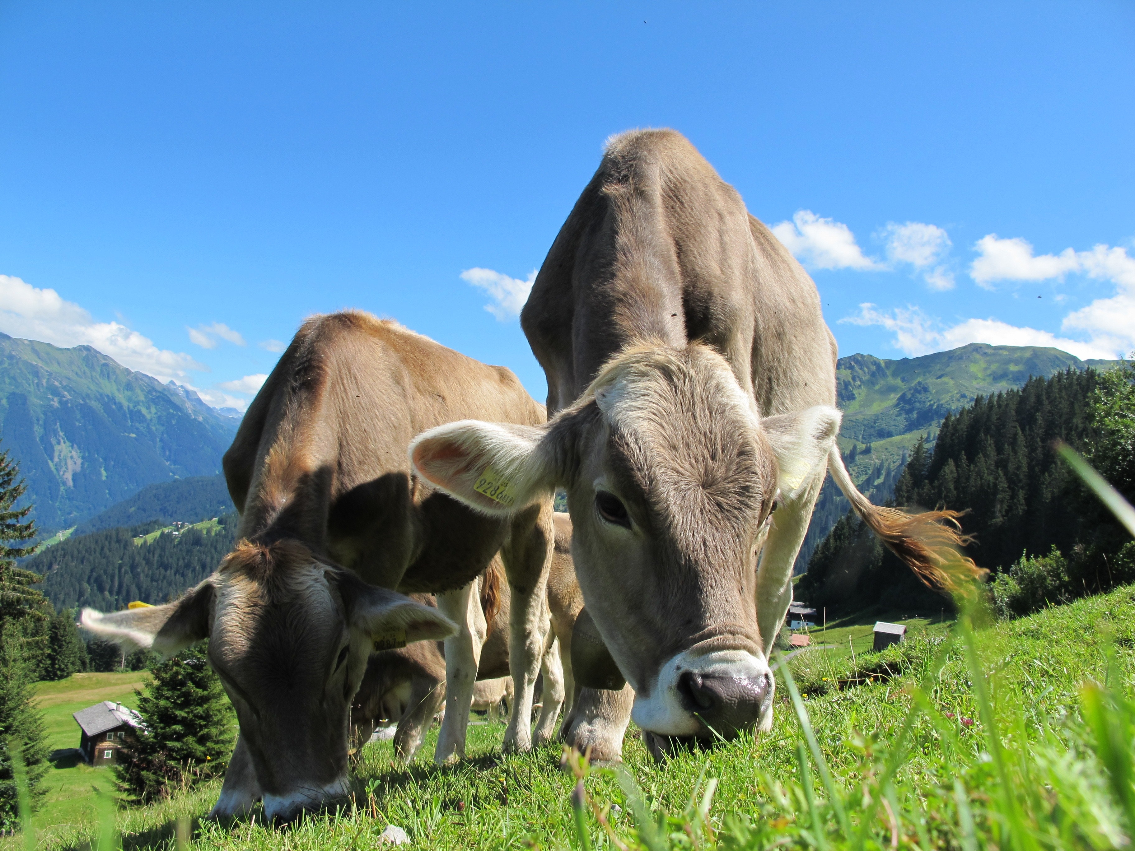 vacas en alemán