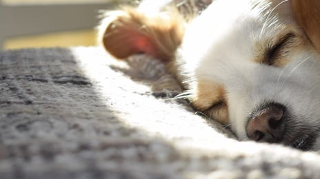 Buenas noches perrito