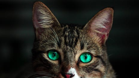 Gato - Mascotas en alemán