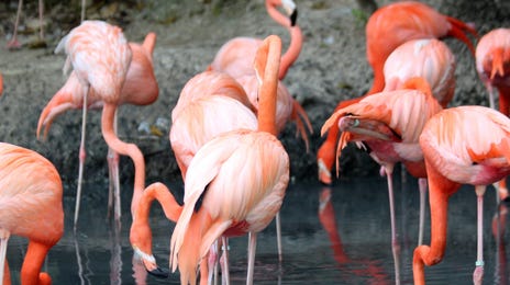 Flamingo - Mascotas en alemán