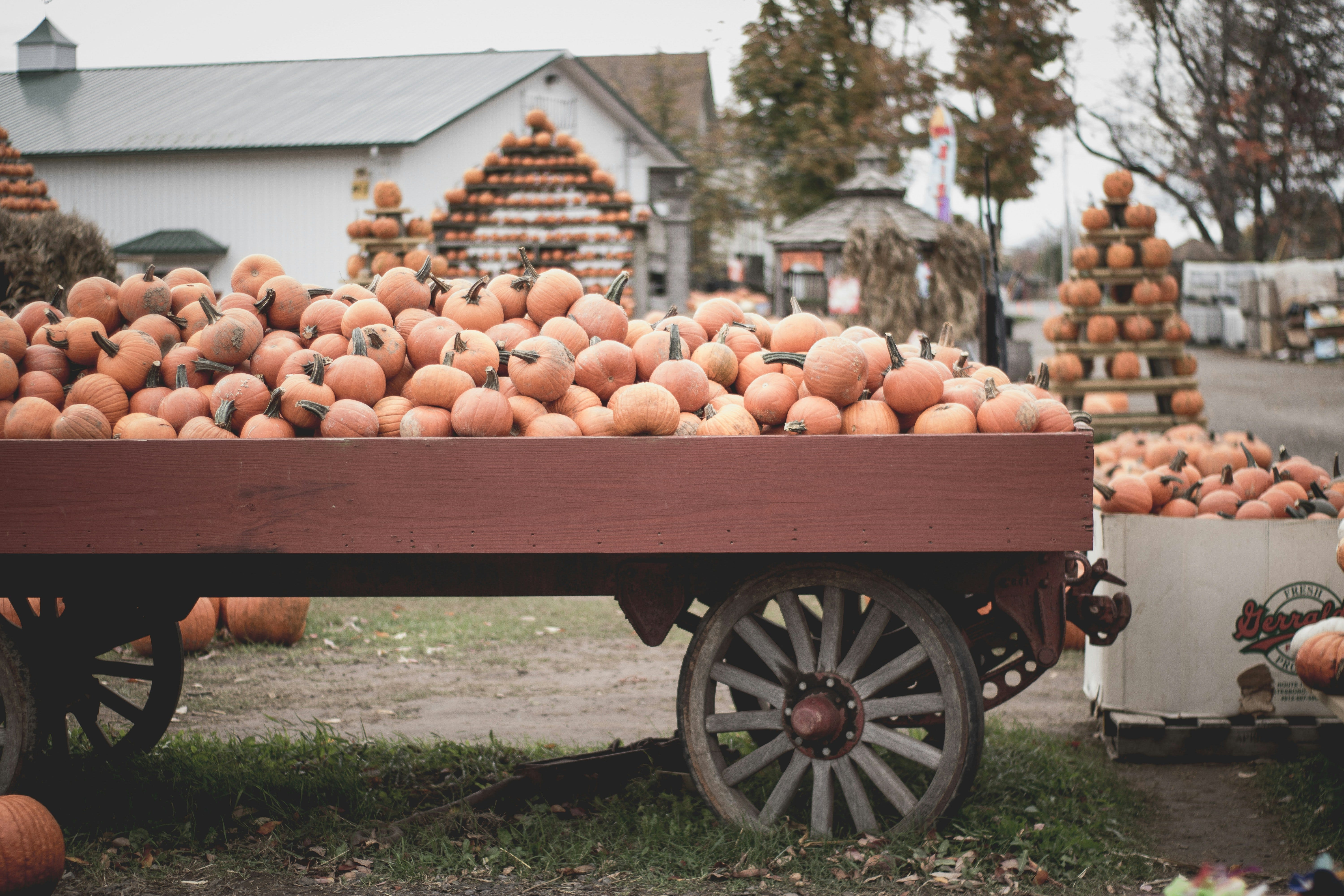 calabazas_tipicas_del_otoño_en_inglés.jpg