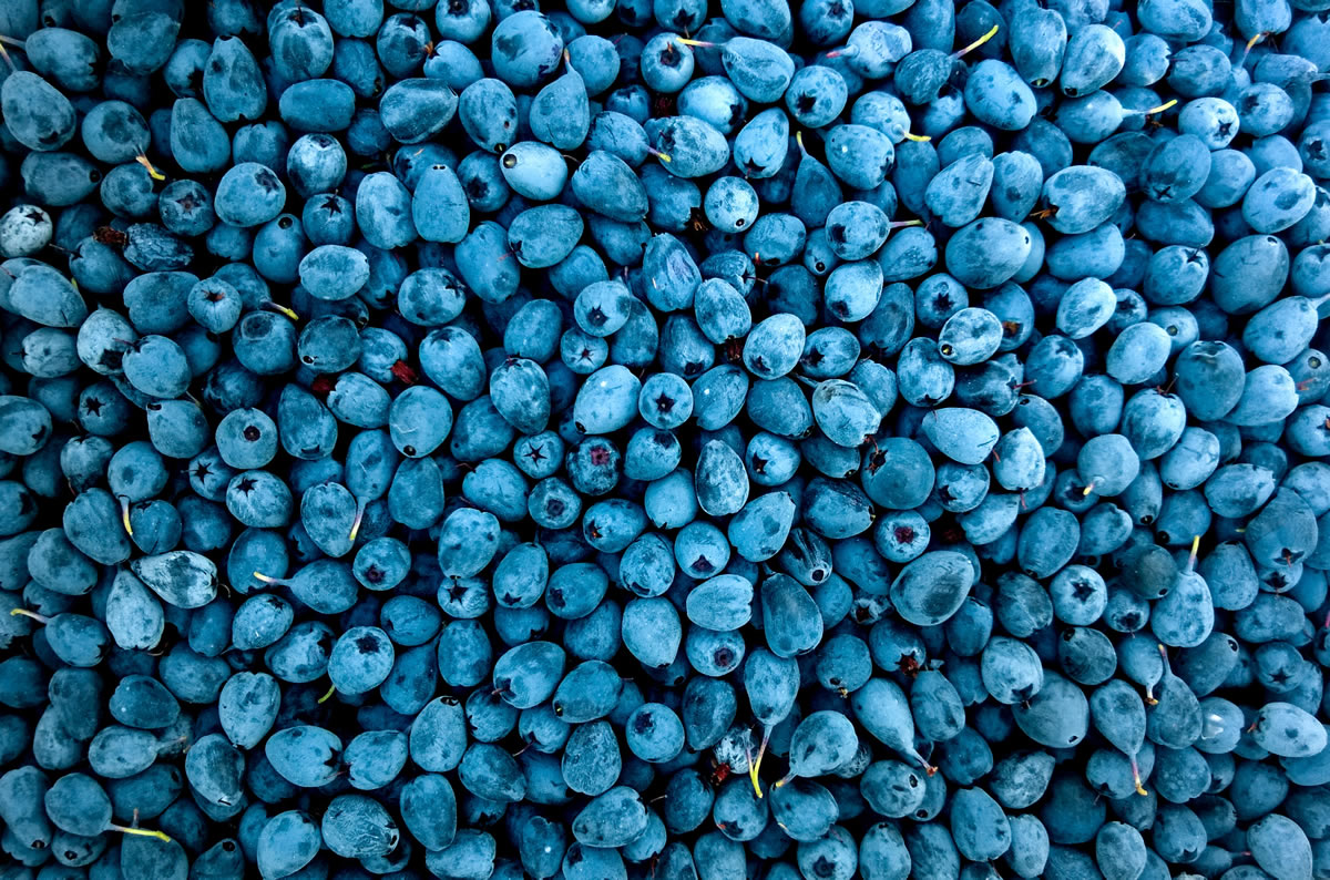 Frutas azules