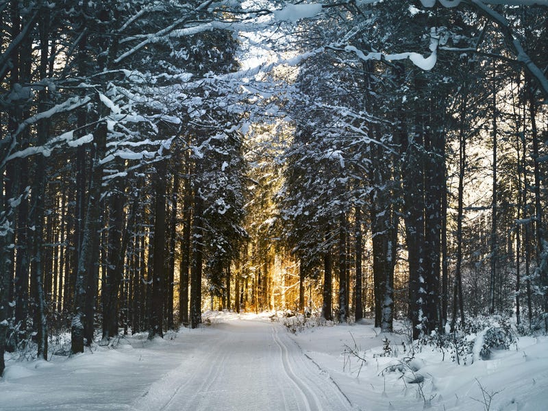 Calle con árboles llenas de nieve.