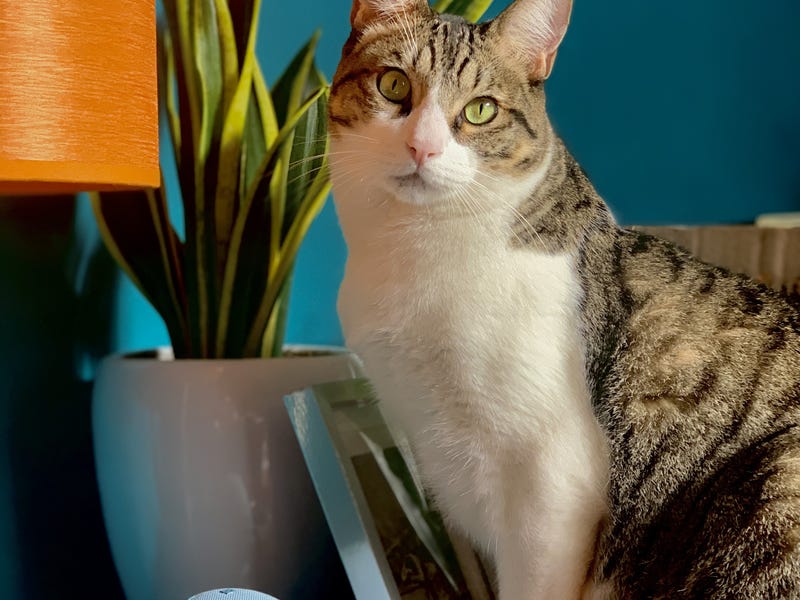 Un gato en el veterinario en inglés