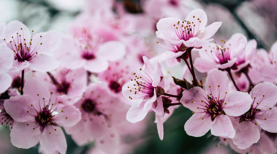 Flores en inglés - Conoce sus nombres en español e inglés