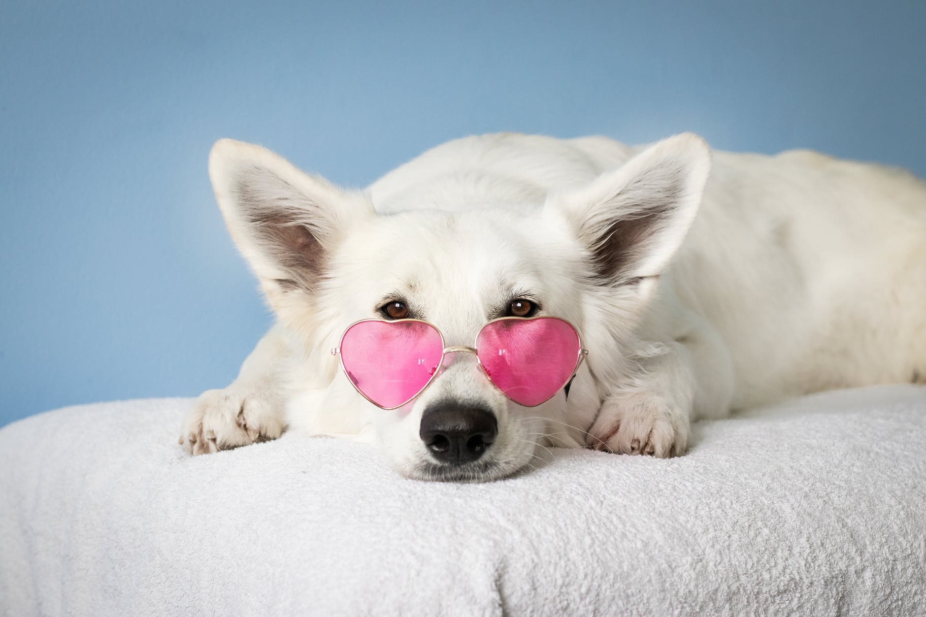 Perro con gafas rosadas