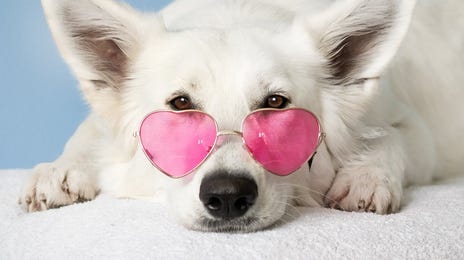 Perro con gafas rosadas