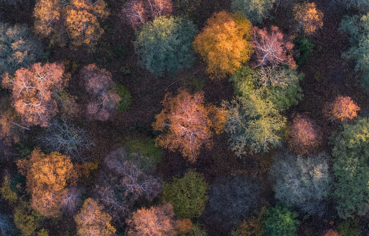 Paisaje colorido de un bosque