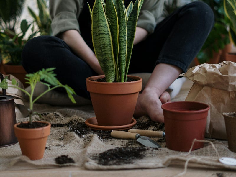 Una mujer joven sembrando su propio jardín en inglés.