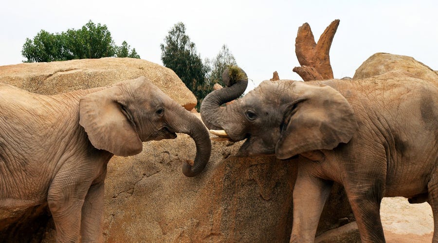 Foto de dos elefantes