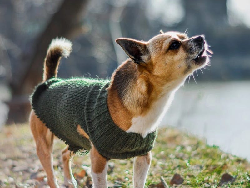 Sonidos de animales en inglés