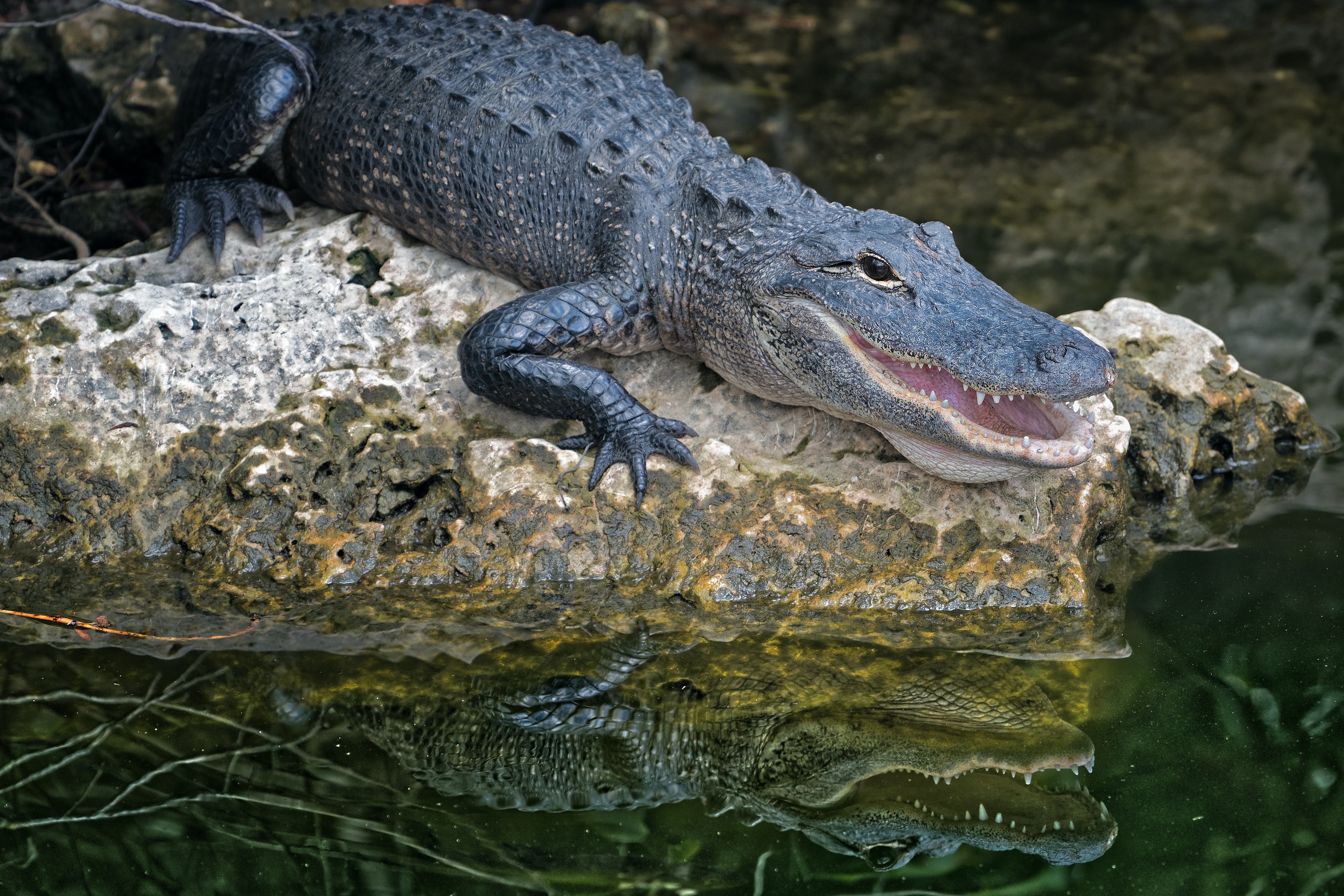 Cocodrilo - Mascotas en alemán