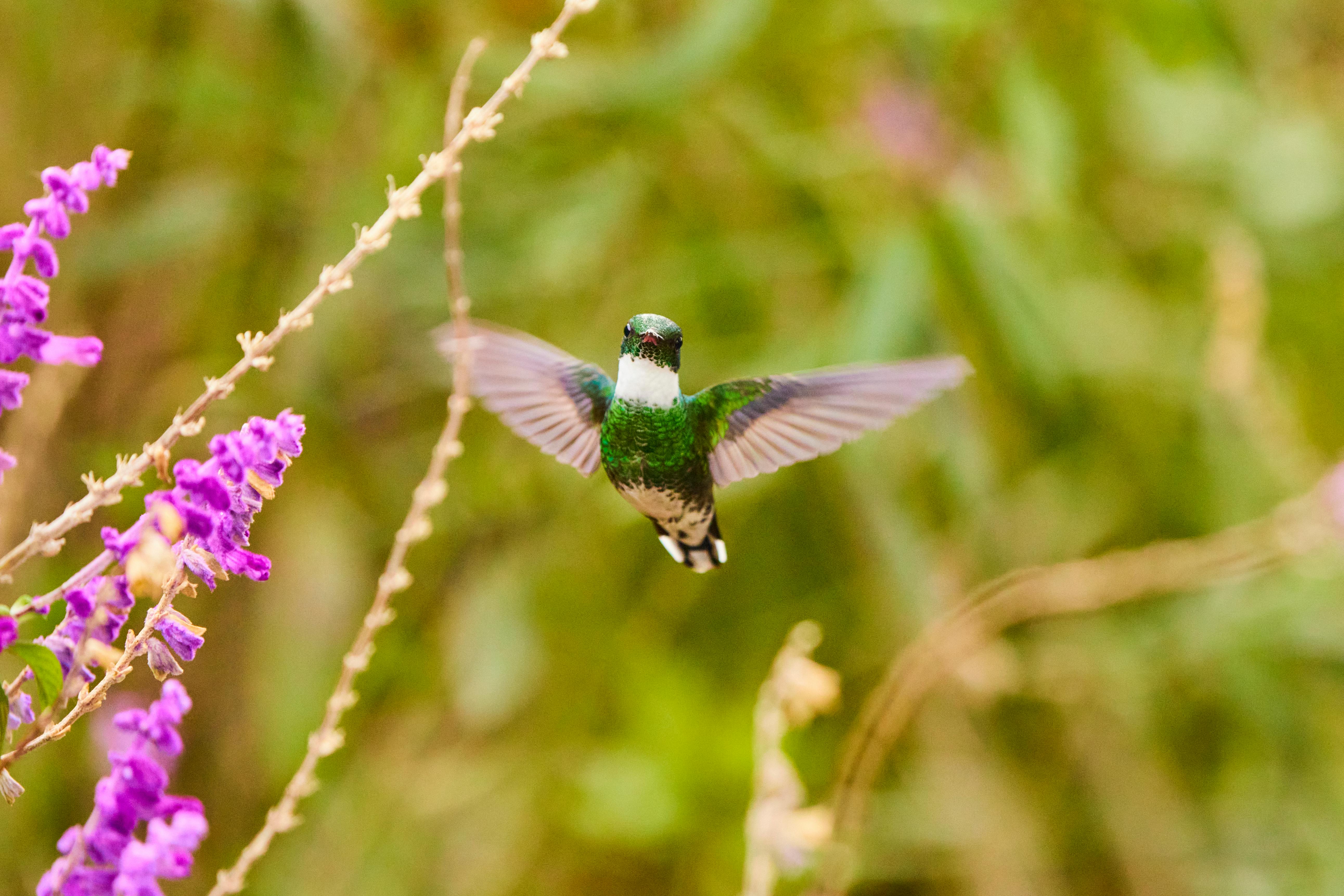 colibri_que_inspira_poemas.jpg