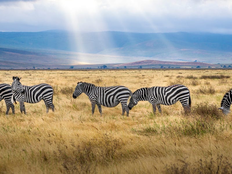 Grupo de zebras en su ambiente natural