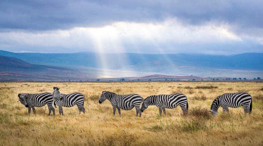 Grupo de zebras en su ambiente natural