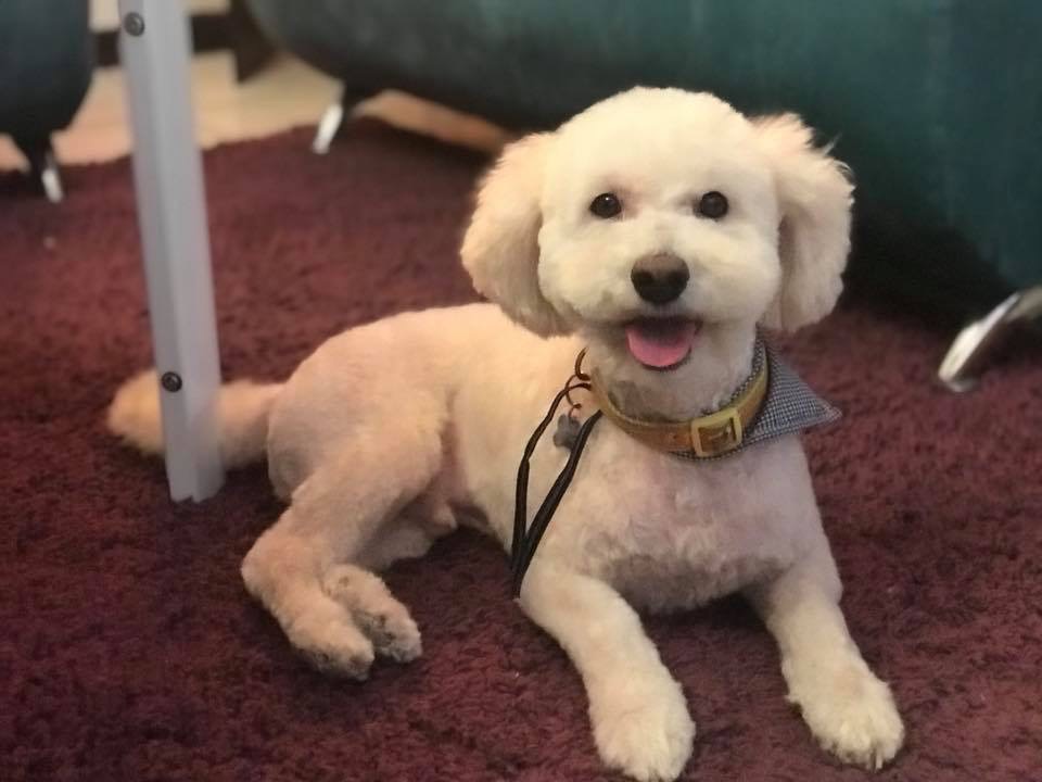 Un perro blanco feliz