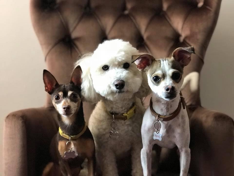 3 perros donde el veterinario en inglés
