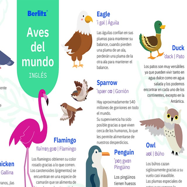 aves-del-mundo.jpg