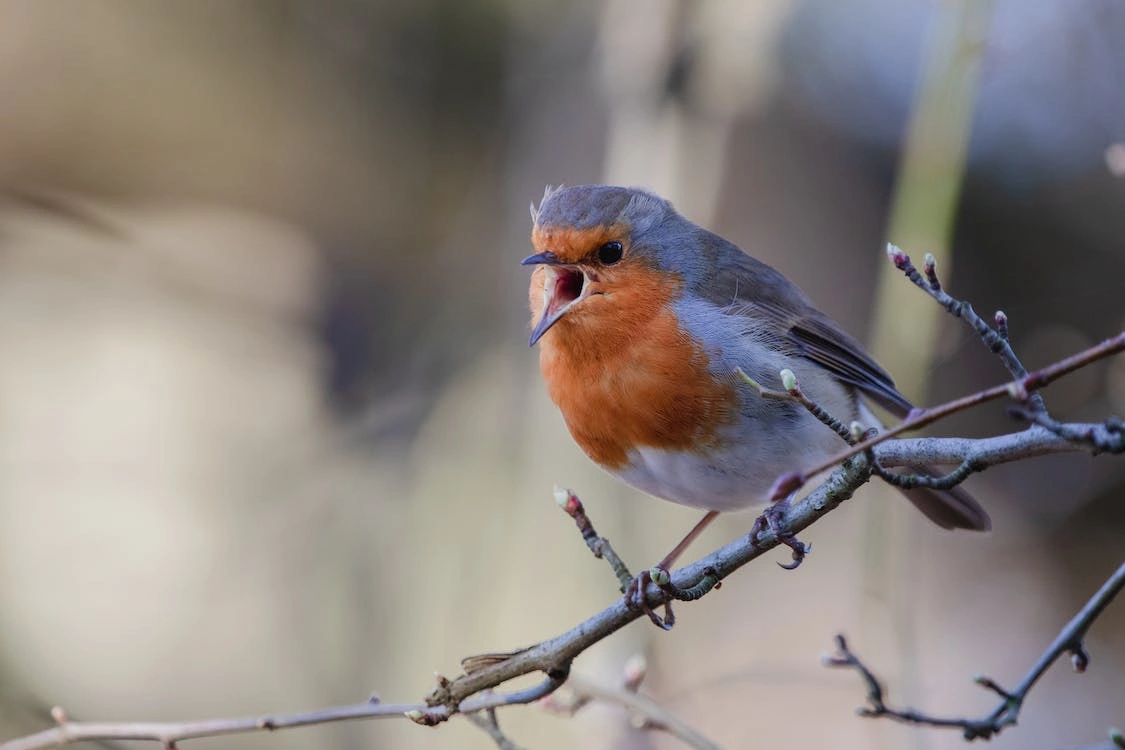 Pájaro haciendo sonidos de animales en inglés