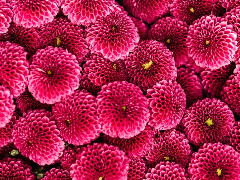 Flores en italiano, aprende a nombrarlas en este idioma